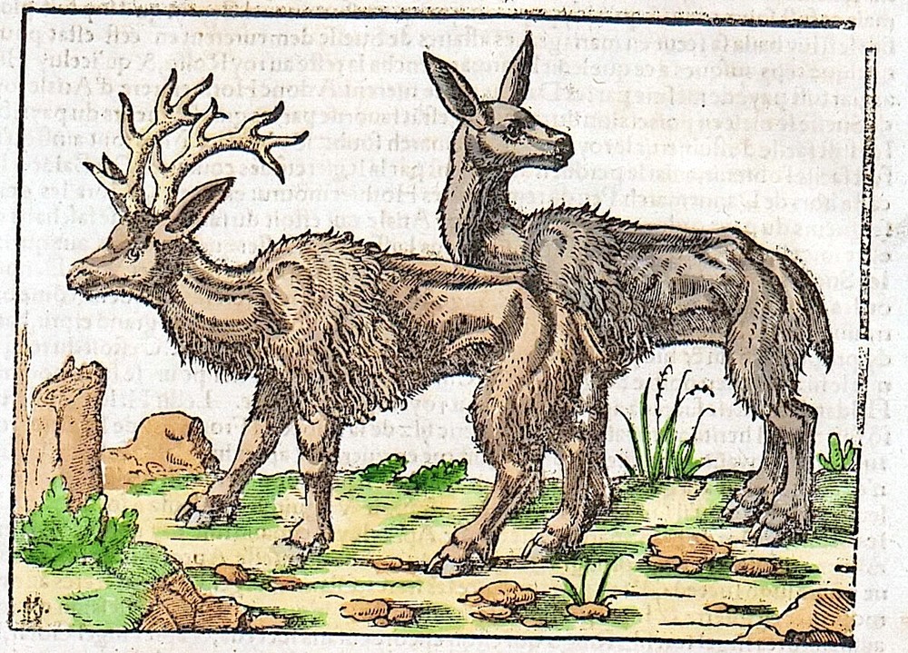 DEER SWEDEN 1560 S. Munster ORIGINAL ANTIQUE PRINT