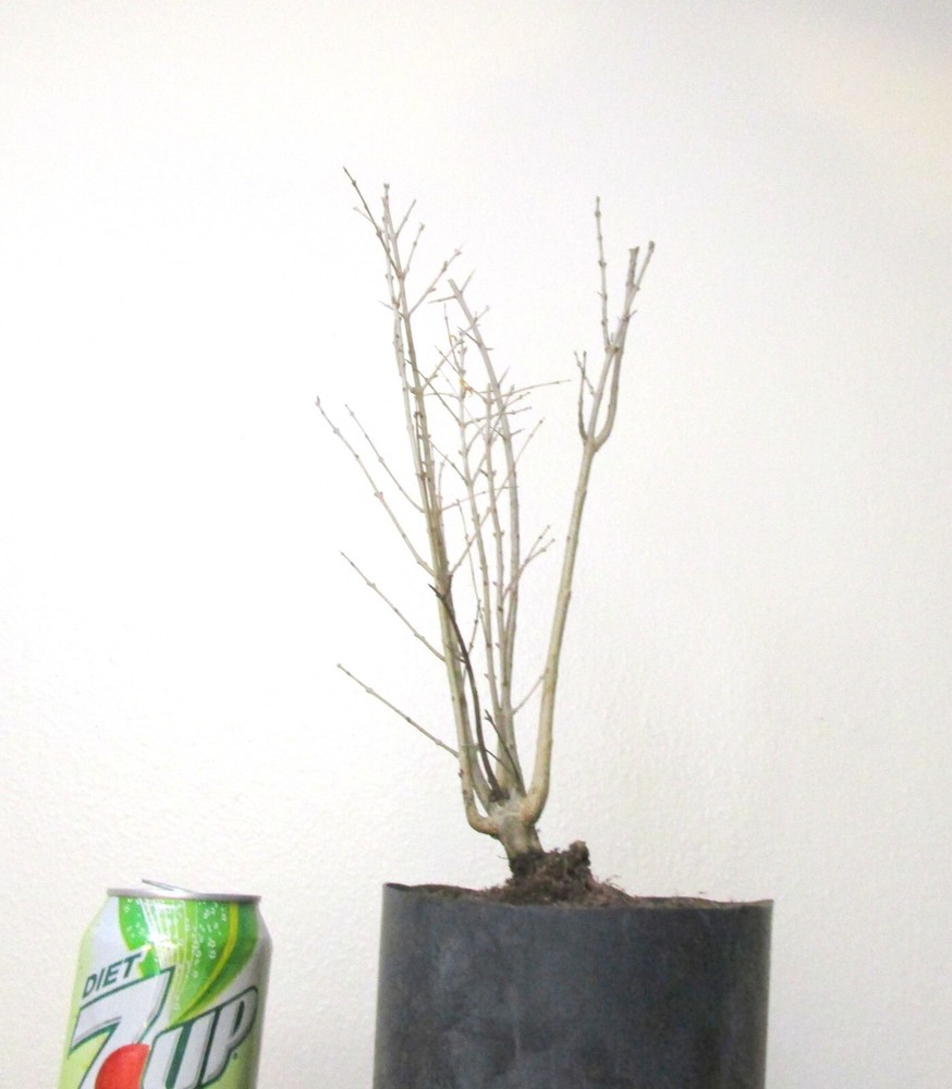 Dwarf pomegranate for mame shohin bonsai tree