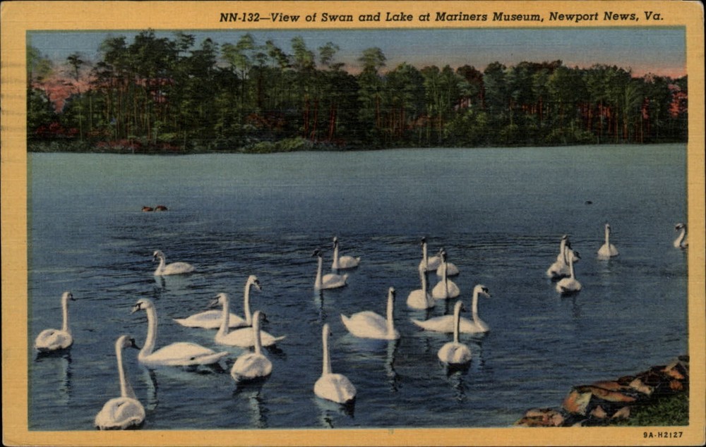 Virginia Newport News Lake at Mariners Museum swans ~ postcard sku625