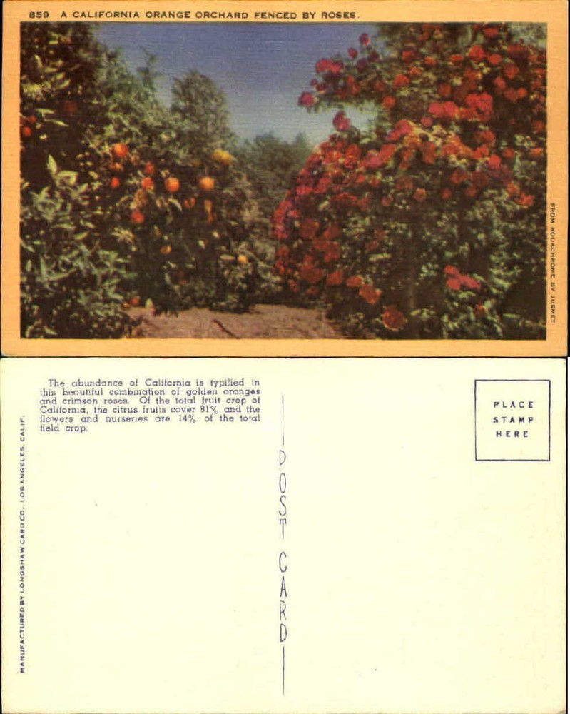 California orange orchard grove and crimson roses ~ 1930s linen postcard ~unused