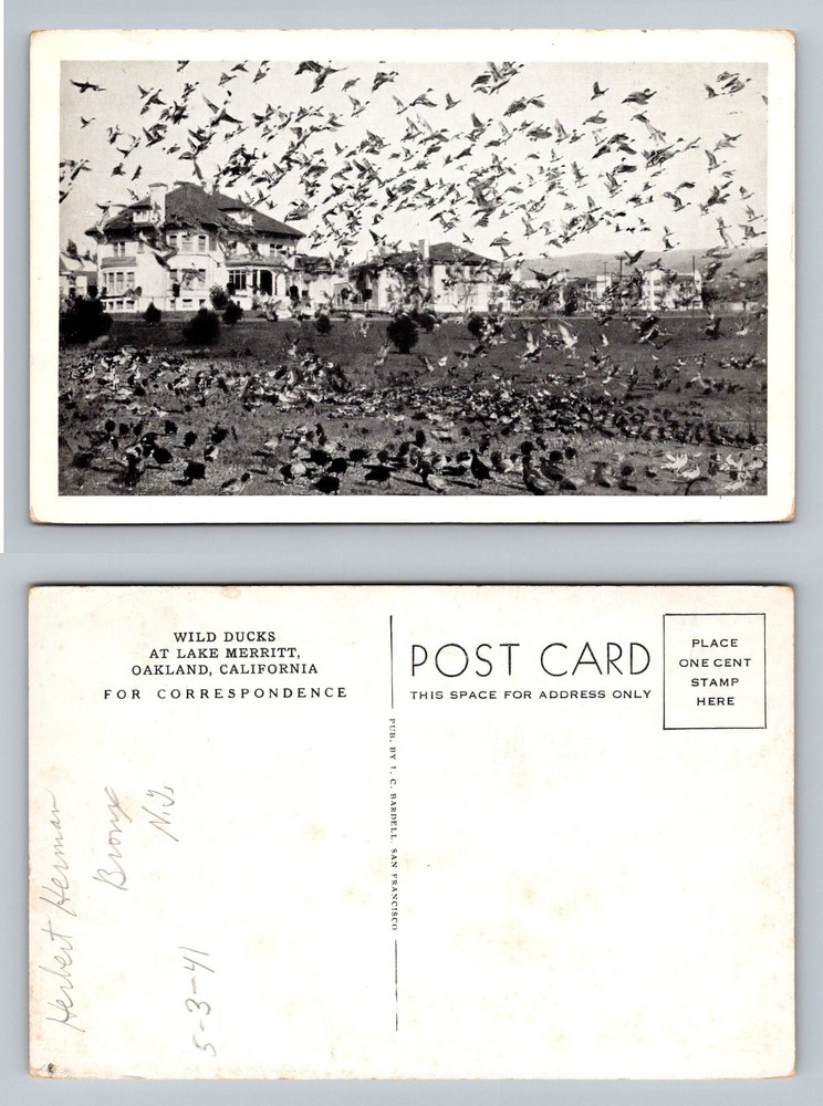 Oakland, CA-California, Wild Ducks Lake Merritt Flock Vintage Postcard