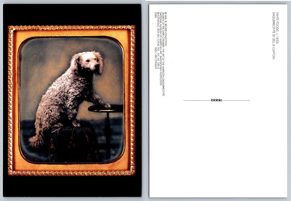 Vintage Style Postcard Poodle Dog Daguerreotype Bell & Clayton Fotofolio c