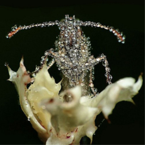 Gang Gang Dance Eye Contact (CD) AlbumAnother great item from Rarewaves USA | Free delivery!