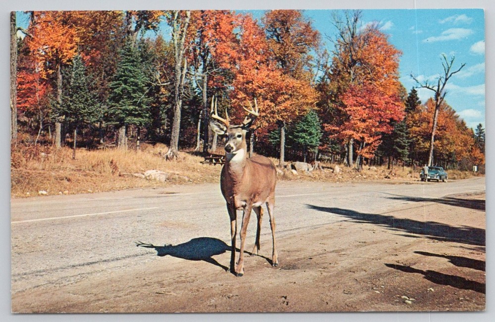 Vintage Plastichrome Postcard Deer Buck Autumn Colors Road Henry Fry 1950s