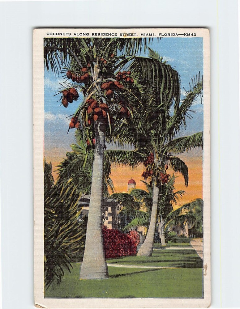 Postcard Coconuts Along Residence Street Miami Florida USA