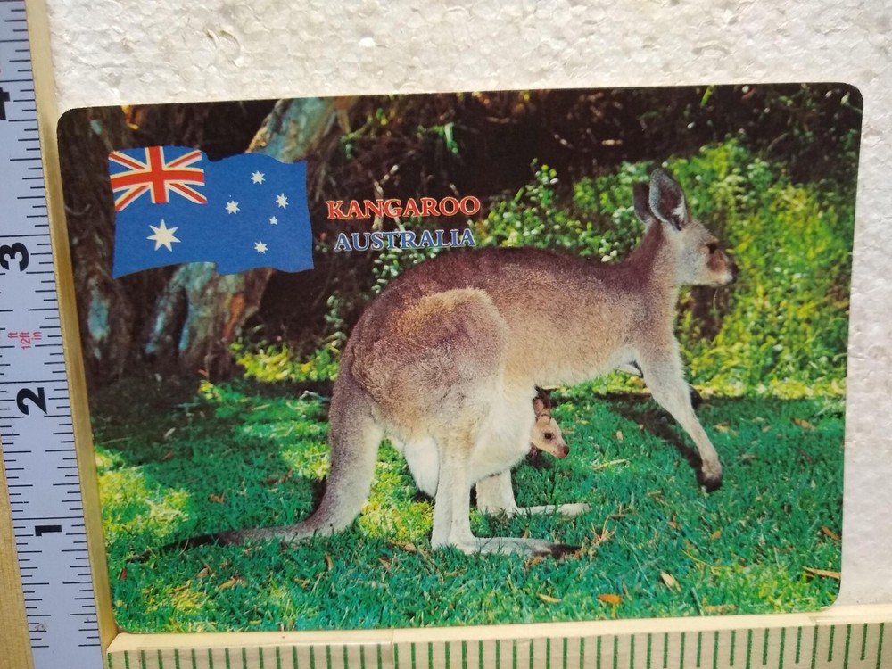 Postcard Kangaroo & Joey Australia