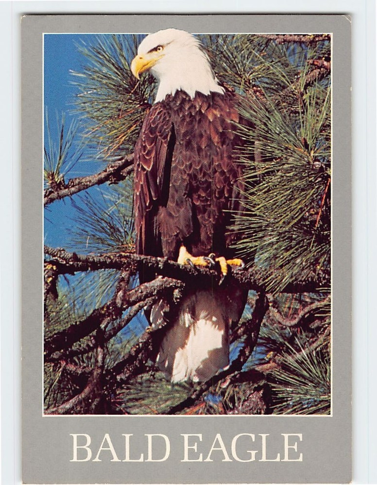 Postcard American Bald Eagle