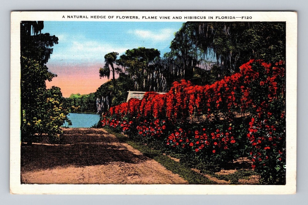 Florida FL Natural Hedge Of Flowers Flame Vine And Hibiscus Vintage Postcard