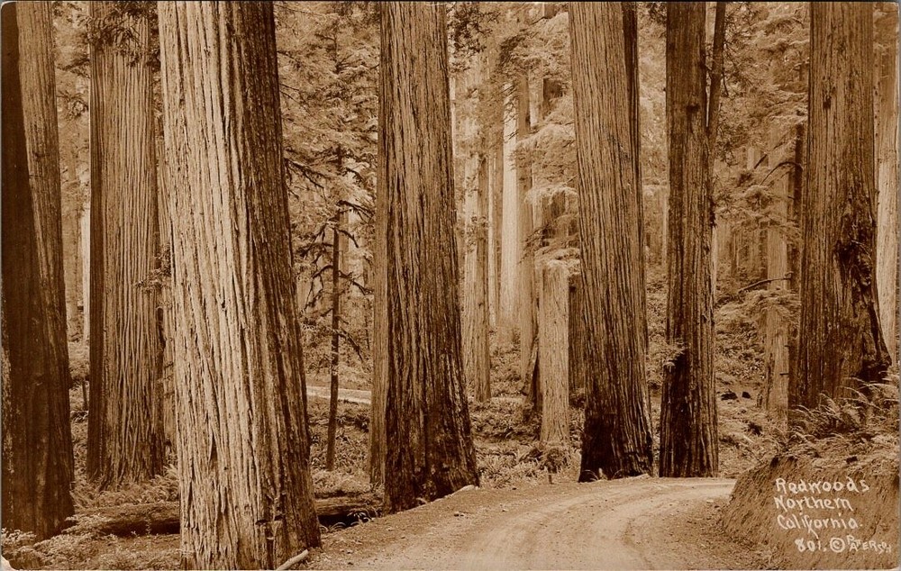 REDWOODS in Northern California Real Photo Postcard