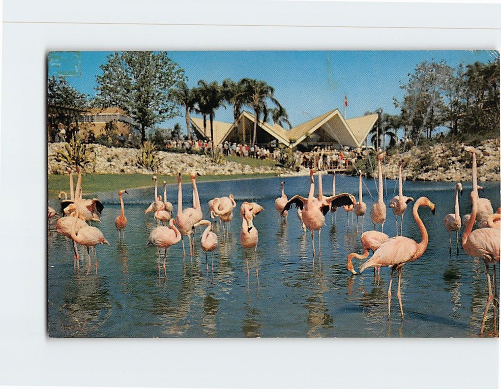 Postcard Flock of colorful flamingos at Busch Gardens Tampa Florida USA