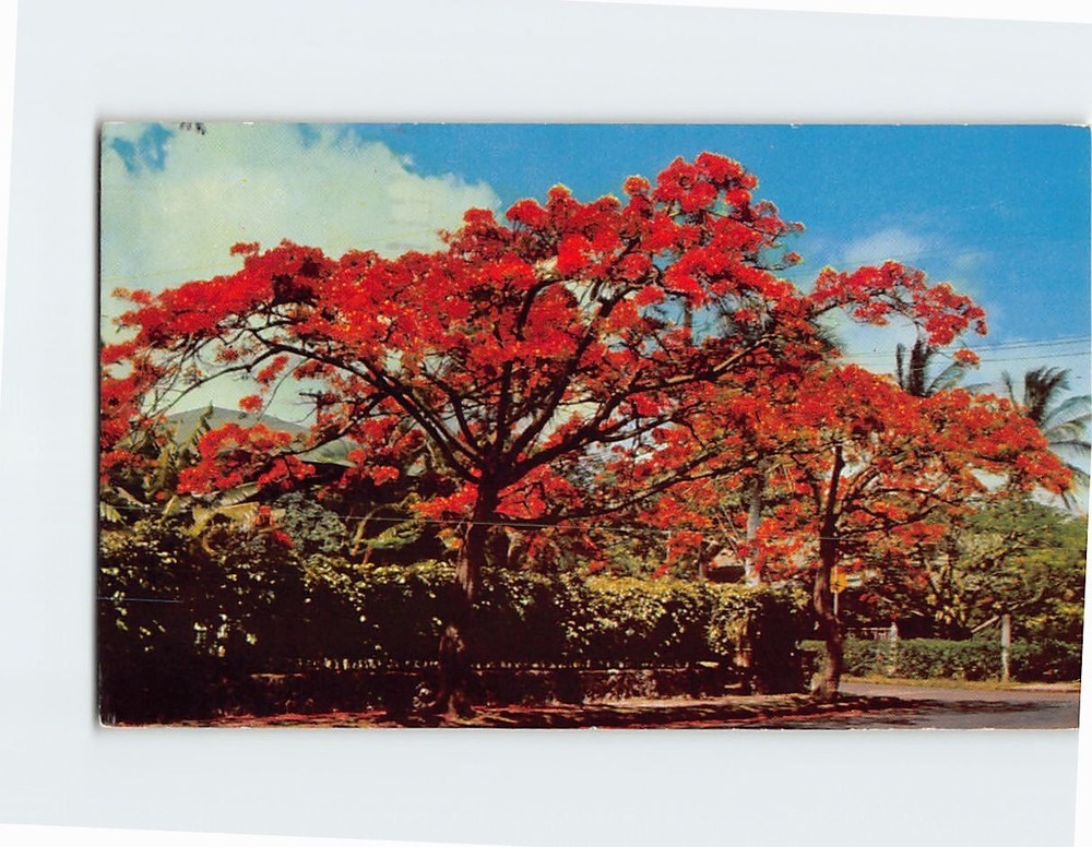 Postcard Royal Poinciana Tree Hawaii USA