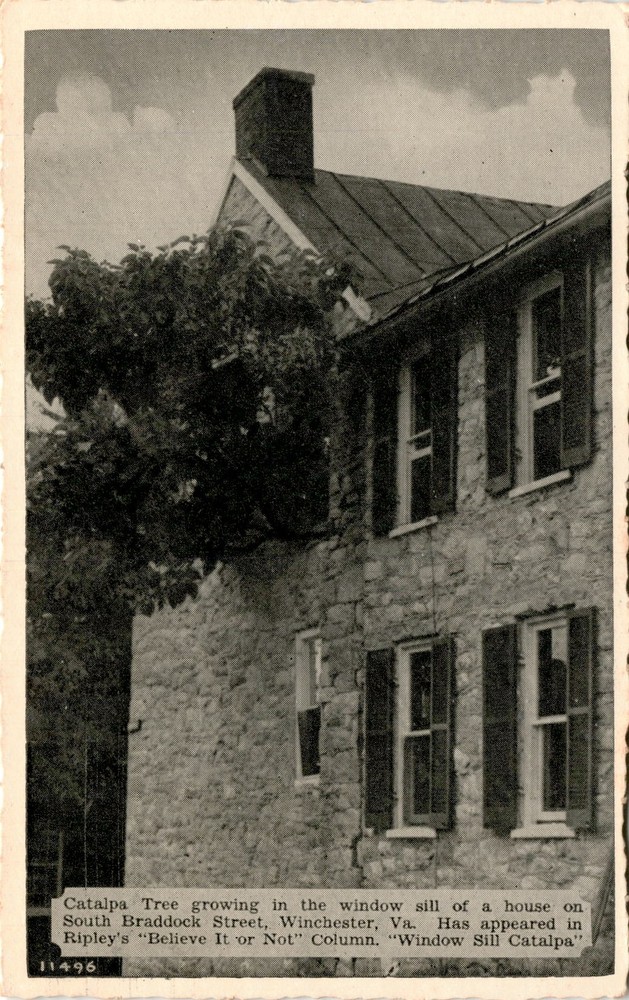 Catalpa Tree, South Braddock Street, Winchester, Va, Ripley's 