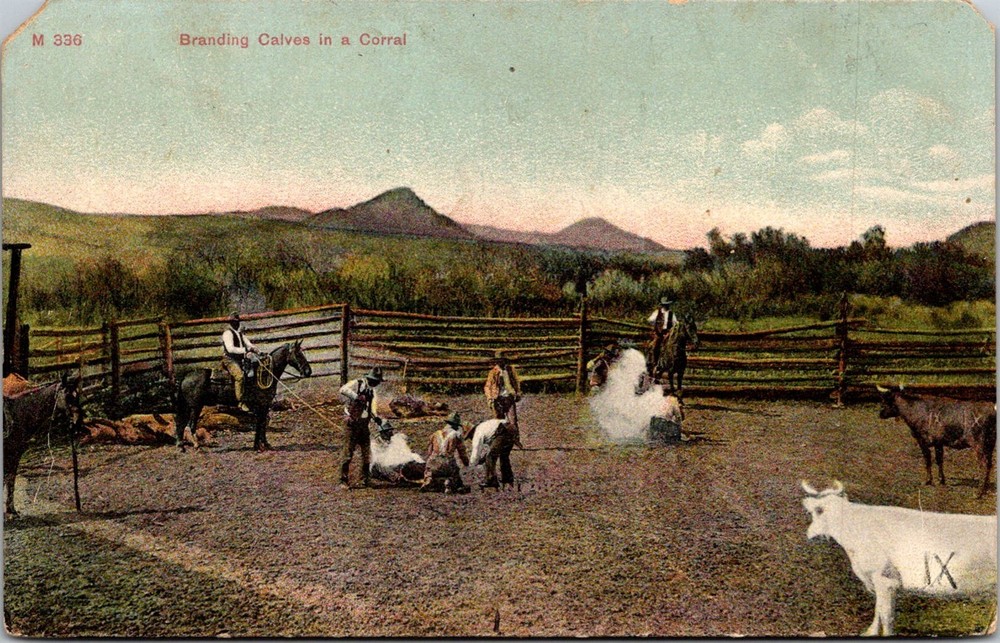 Dr Jim Stamps Postcard Branding Calves In A Corral Denton Montana 1909 Postmark
