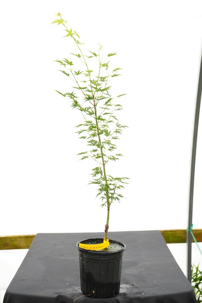 Acer palmatum 'Okushimo' Japanese Maple 1 Gallon-image