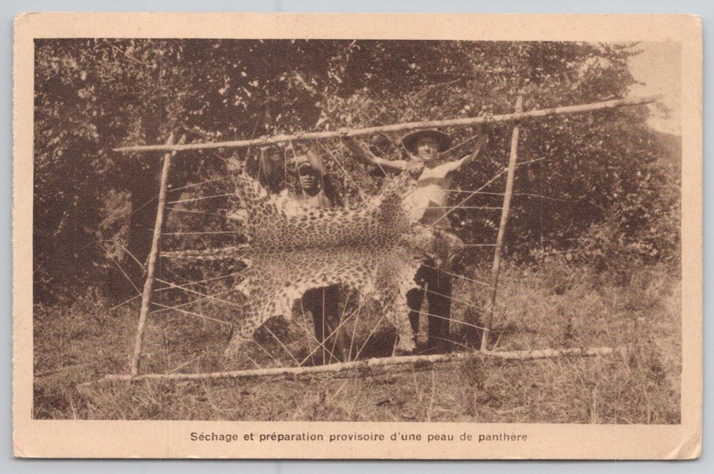 Saigon French Indochina Panther Skin Drying Real Photo Postcard c1910s