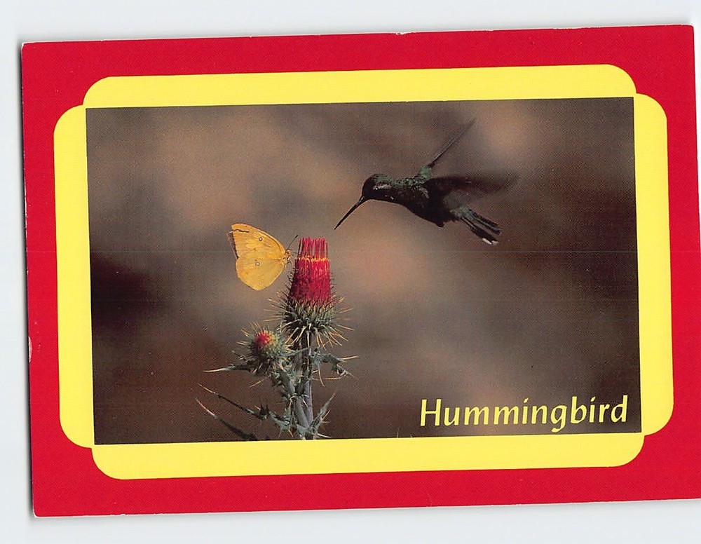 Postcard Hummingbird & Butterfly