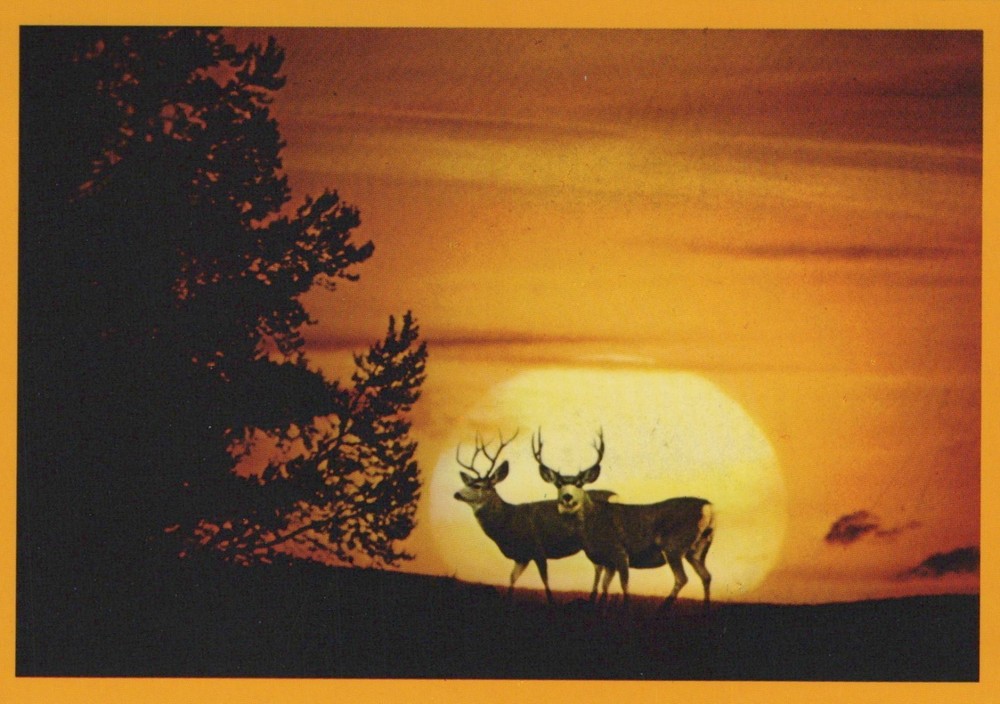 Buck Mule Deer In Moonlight 4x6 Postcard