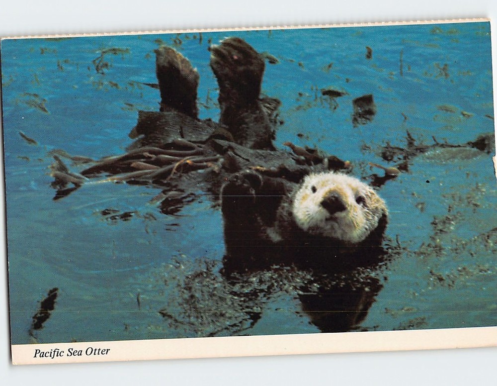 Postcard Pacific Sea Otter