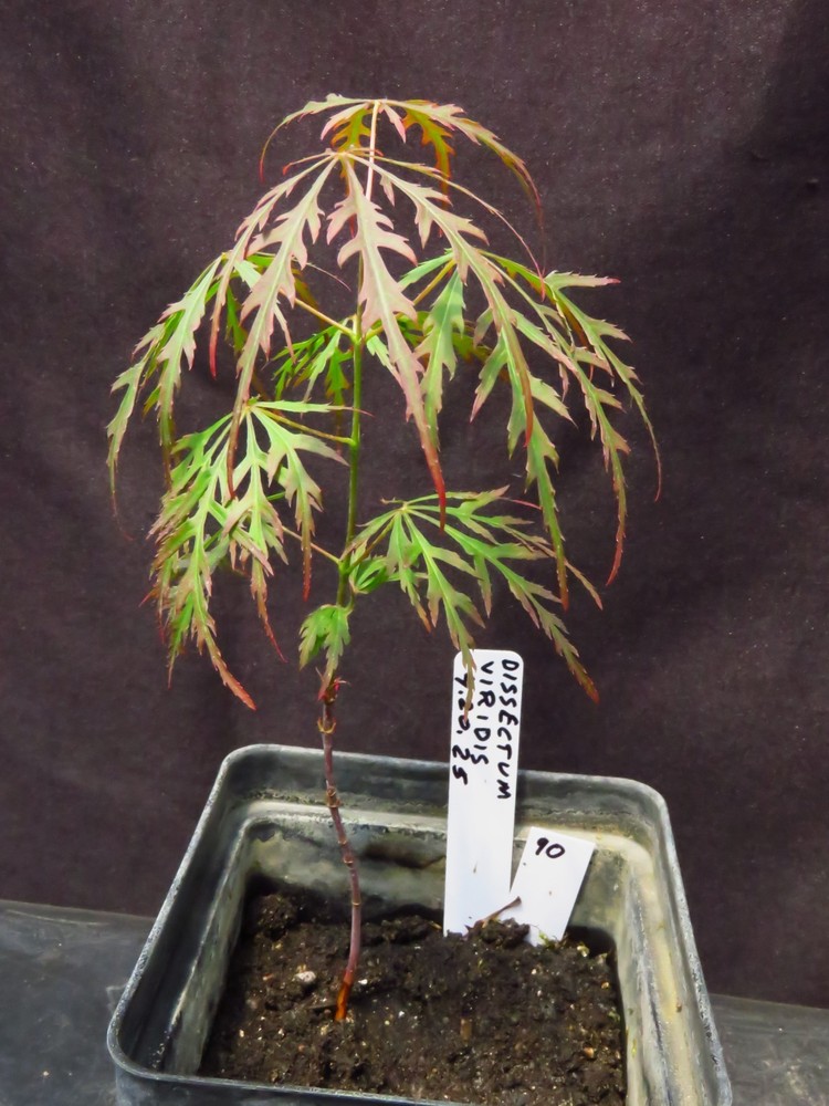 Seed-Grown Acer Palmatum Dissectum 'Viridis' Japanese Maple Tree Laceleaf 8.5