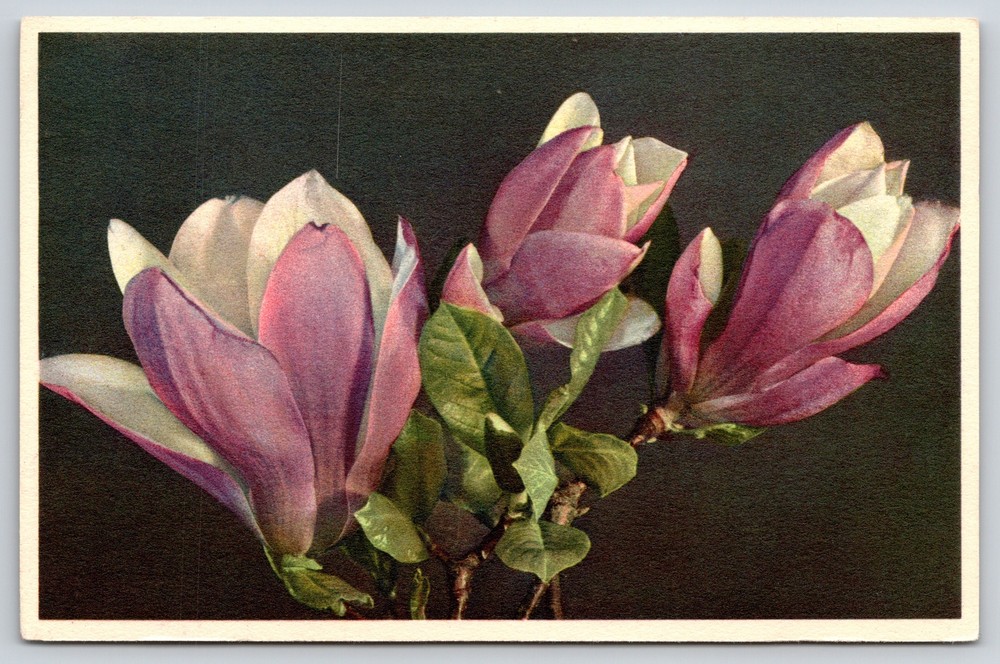 Flowers~Purple Magnolias~Printed In Switzerland~Edition Stehli~Vintage Postcard