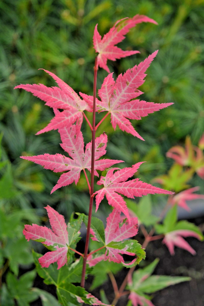Acer palmatum 'Aizumi nishiki' Rare Variegated Japanese Maple READ DESCRIPTION-image