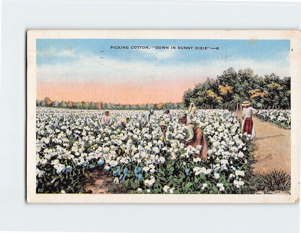 Postcard Picking Cotton Down in Sunny Dixie USA