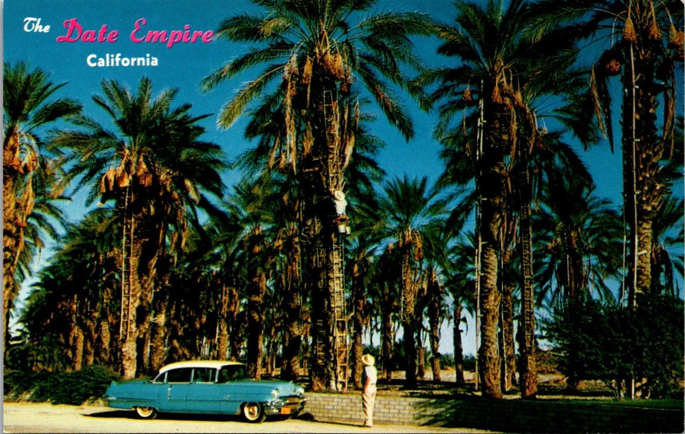 Dr Jim Stamps Date Harvest, Indio California Vintage Postcard
