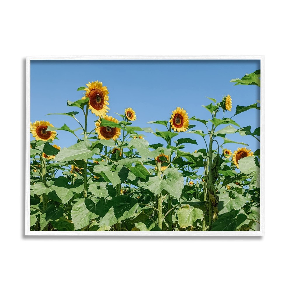 Tranquil Country Sunflower Meadow Sunny Daytime Blooms Framed Wall Art, Desig...