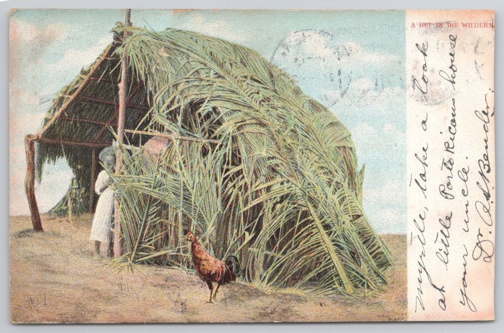 1905 Puerto Rico Hut in Wilderness Postcard - Thatched Home & Rooster Scene