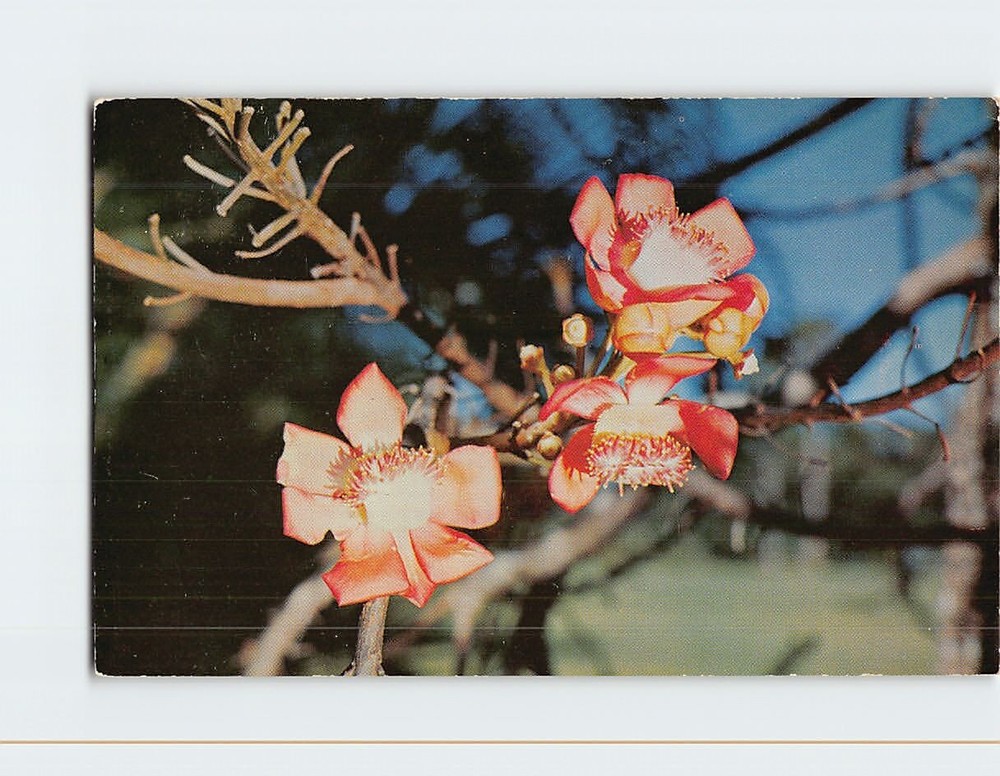Postcard Cannon Ball Tree Fairchild Tropical Garden Miami Florida USA