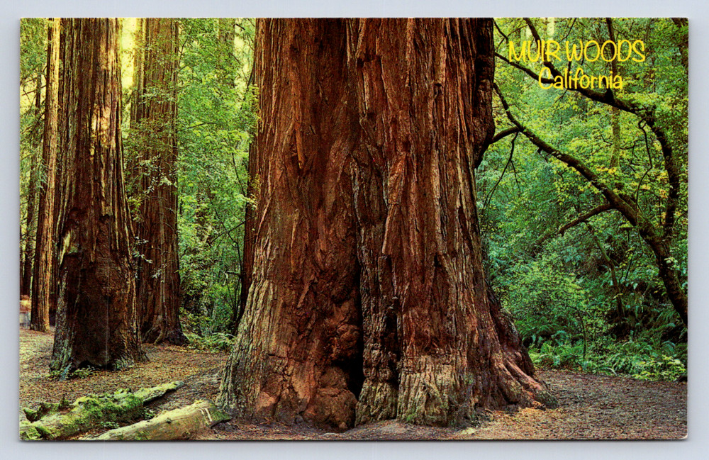 Vintage Postcard Muir Woods National Monument San Francisco California
