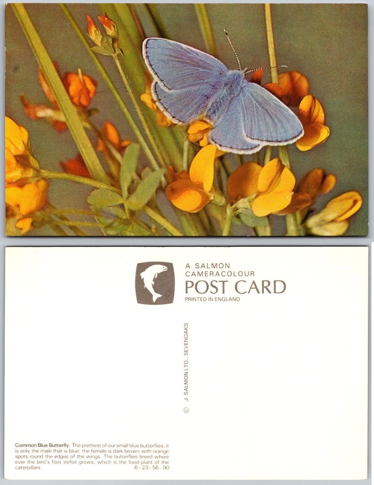 Common Blue Butterfly Flowers Postcard