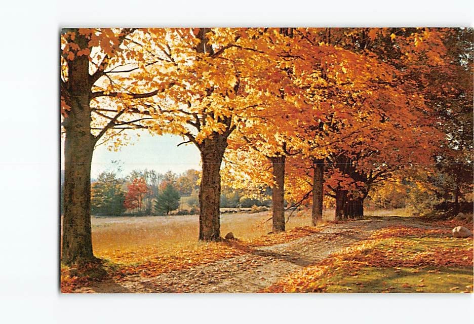 Postcard Country Road Autumn Nature Scene