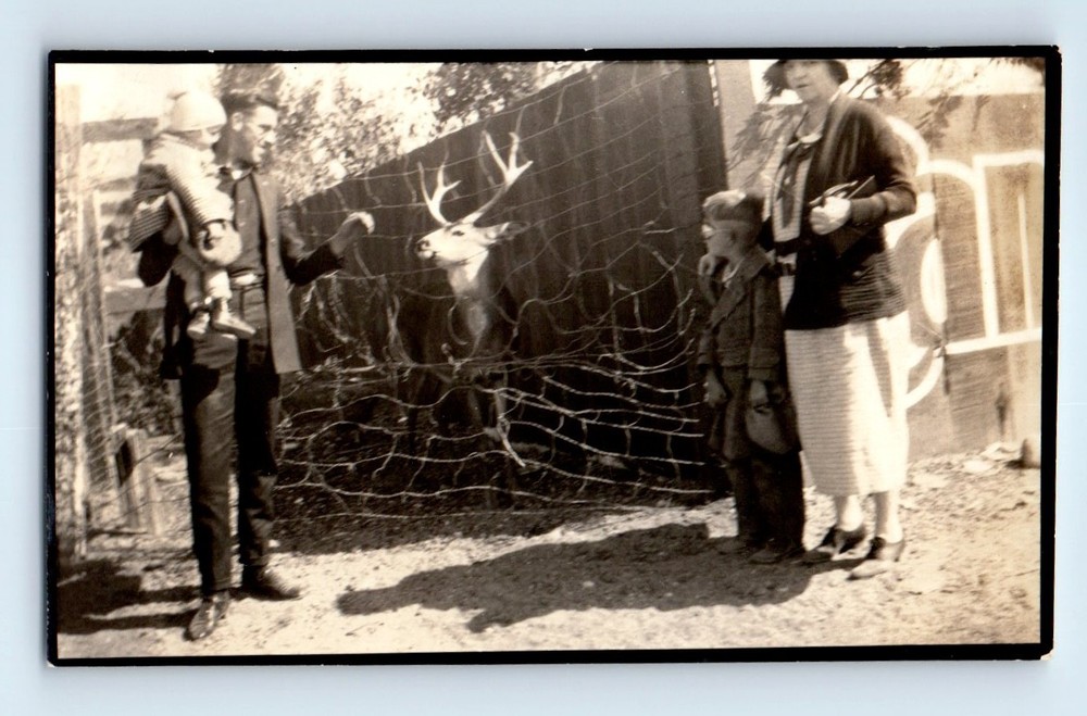 Old Vintage Photo MAN WOMAN BOY AND BABY FEEDING DEER ANTIQUE SNAPSHOT