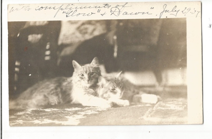 Rppc Queer Unusual 2 Loving Cats Real Photo Postcard Glow And Bacon ? Kitten Cat