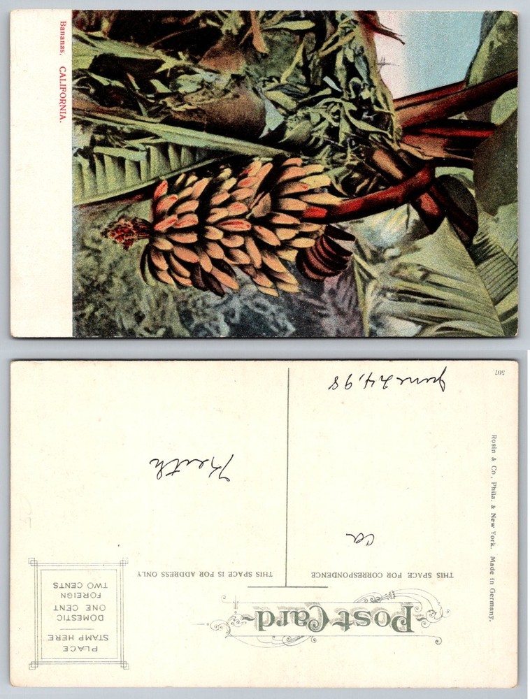 Vintage Bananas California Postcard 1898 Rosin Co German Made Fruit Tree