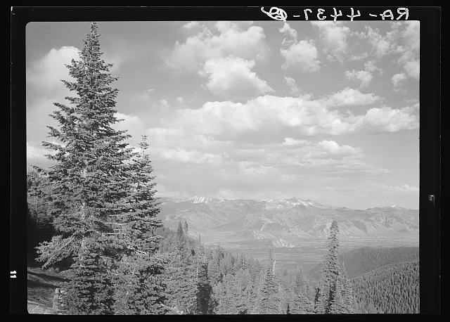 Photo:Teton National Forest Wyoming 1936 Mountain Pines Landscape