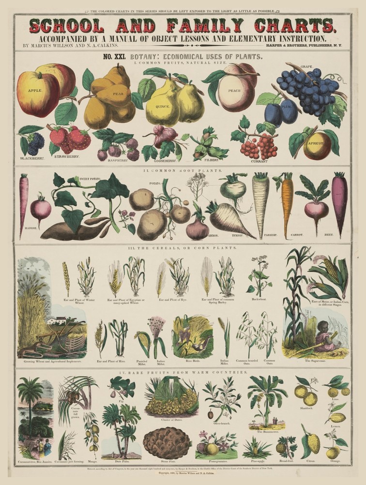 9689.Decoration Poster.Room Wall art.Home decor.School family chart.Plant.Veggie