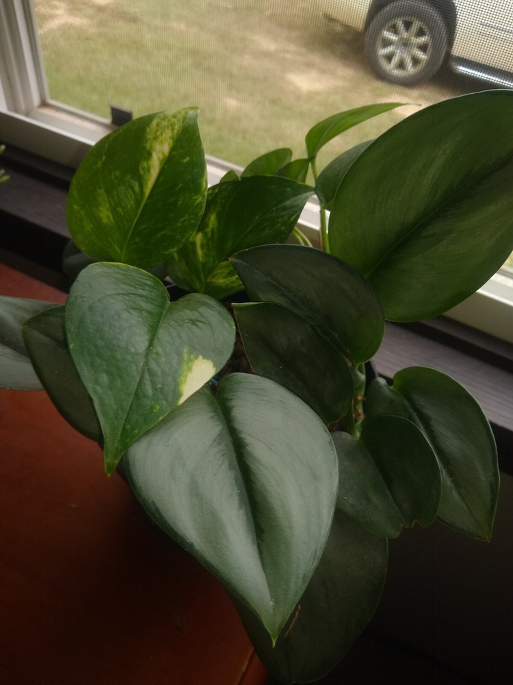 live plants indoor potted- 3 Plant Mix In 6