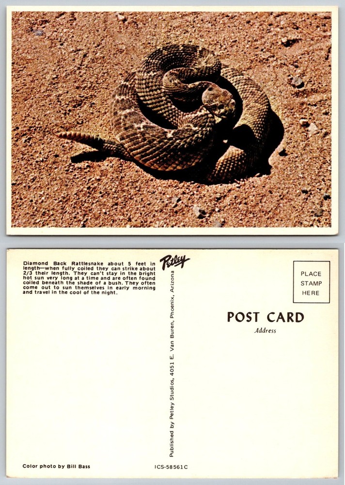 Vintage Diamond Back Rattlesnake Postcard Petley Studios Phoenix Arizona Desert