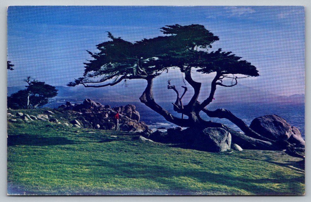 Vintage Lone Cypress Tree Postcard 17-Mile Drive Pebble Beach CA Mike Roberts