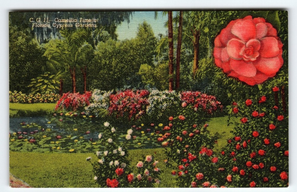 Vintage Camellia Time Florida Cypress Gardens Linen Postcard