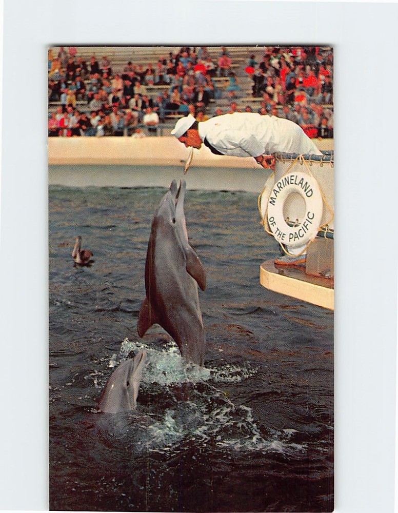 Postcard Porpoise Feeding Time Marineland of the Pacific Oceanarium California