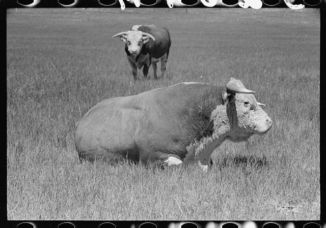 Photo:Quarter Circle U Ranch Montana 1939 Hereford Bulls Cattle Ranching
