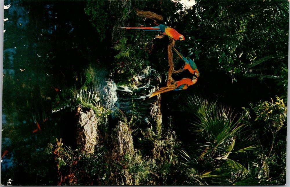 1958 Parrot Jungle Miami Florida Macaws Waterfall H.W. Hannau Chrome Postcard