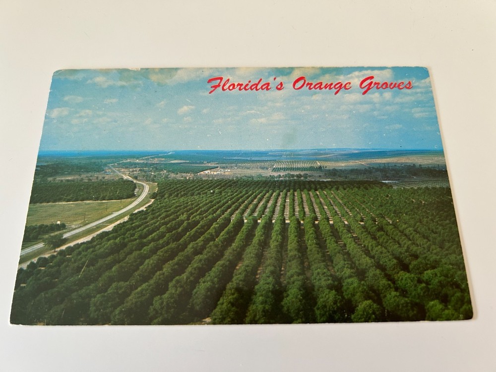 Florida's Orange Groves Looking North from Citrus Tower Highway 27 Postcard