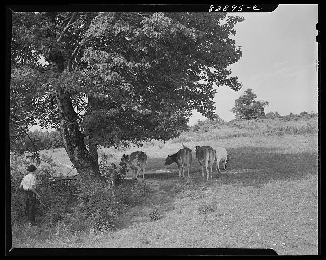 Photo:1930s Cows Grazing Under Tree in Pasture Rural Farm Scene