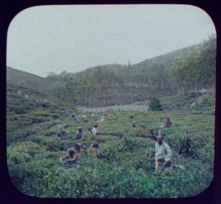 Tamil Coolies picking tea,Maria Watta Plantation,Sri Lanka,1895,William Jackson