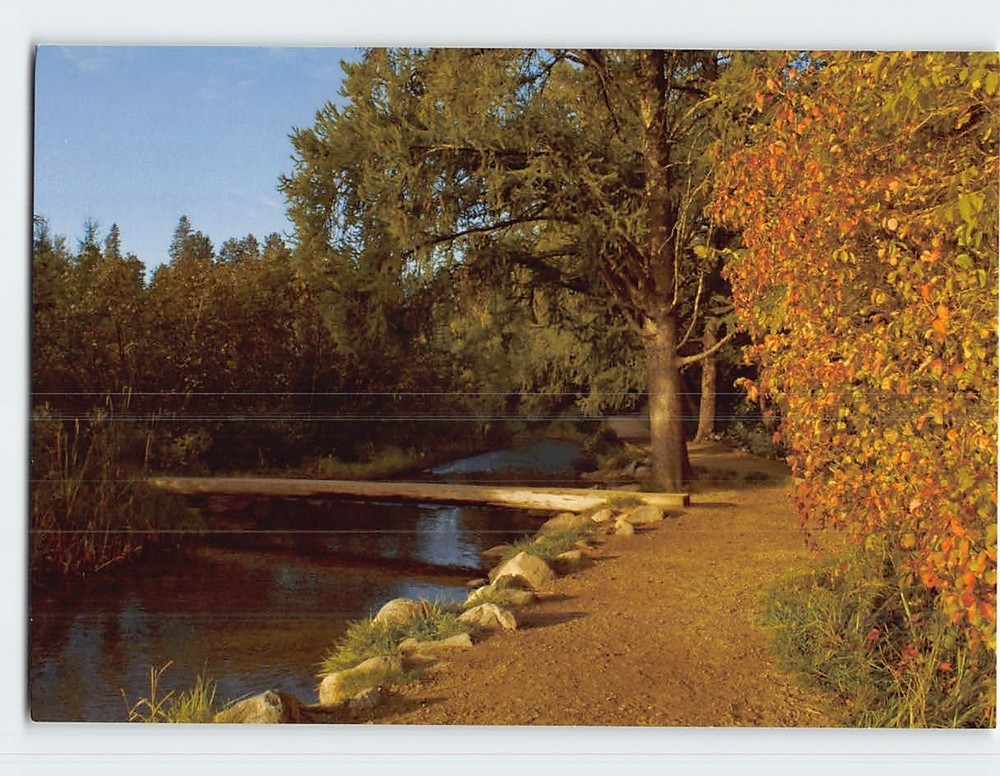 Postcard Mississippi Headwaters Itasca State Park Minnesota USA