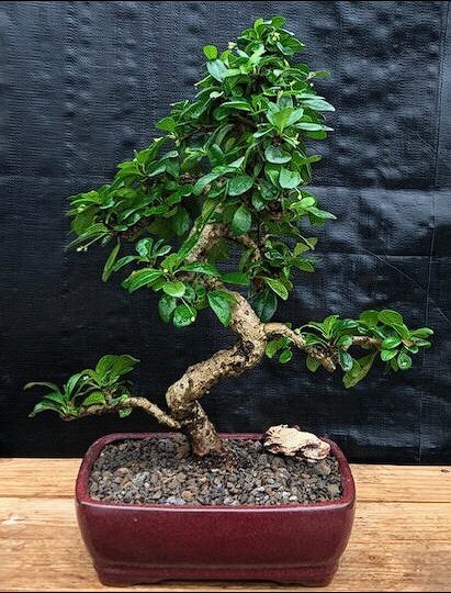Fukien Tea Bonsai Tree Live Curved Trunk Style Flowering Ehretia Microphylla 18